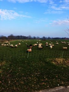Hoek Boekhorstlaan