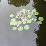 IMG_8419